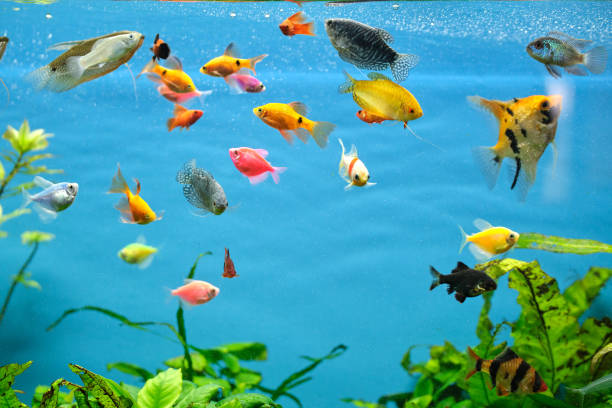 coloridos peces exóticos nadando en un acuario de aguas azules profundas con plantas tropicales verdes - vitality sea aquatic atoll fotografías e imágenes de stock