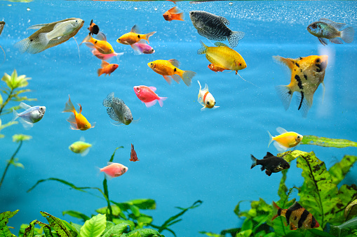 Colorful exotic fish swimming in deep blue water aquarium with green tropical plants.