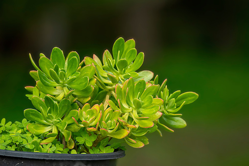 Plastic tub filled with tiny succulent plants