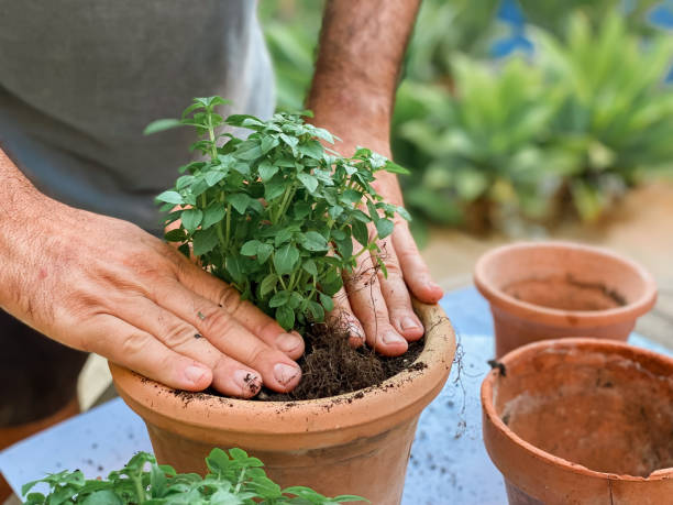 istock Man’s hands planting plants 1413740548