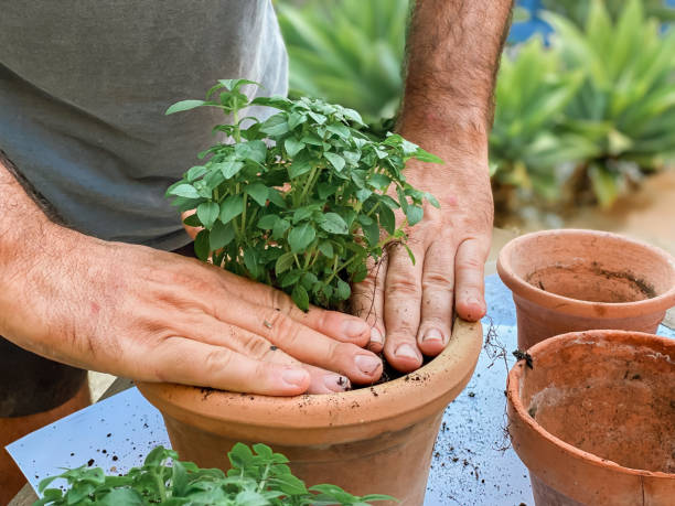 istock Man’s hands planting plants 1413740565