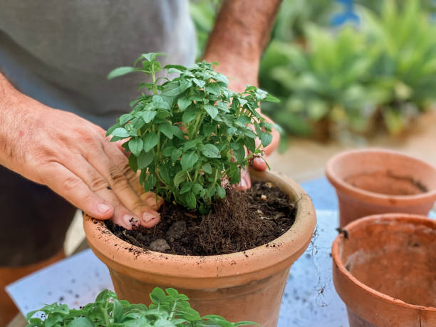 istock Man’s hands planting plants 1413740622