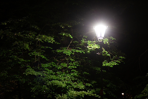 footpath in park area with lamp posts in foggy autumn evening with bare trees