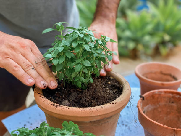 istock Man’s hands planting plants 1413740685