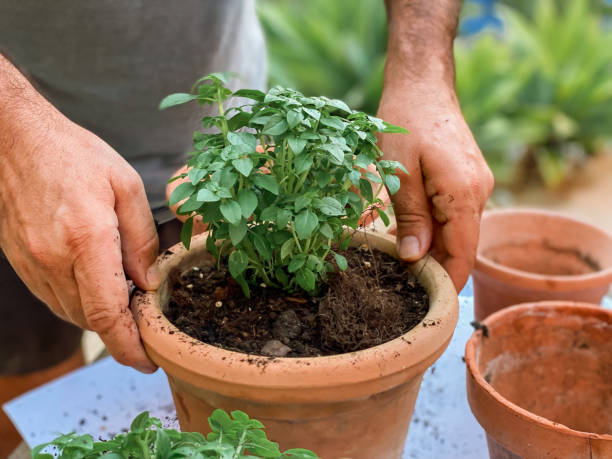 istock Man’s hands planting plants 1413740767