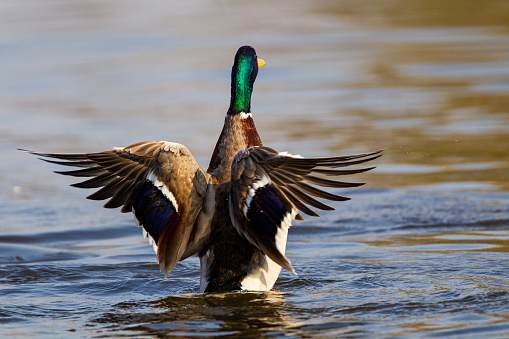 Male mallard ducks swimming on a pond in London
