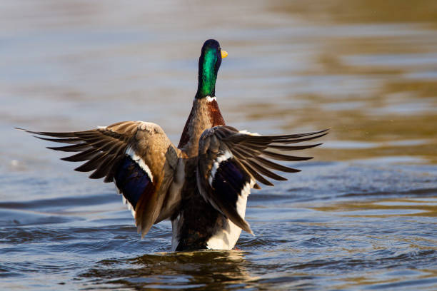 Male mallard ducks swimming on a pond in London stock photo
