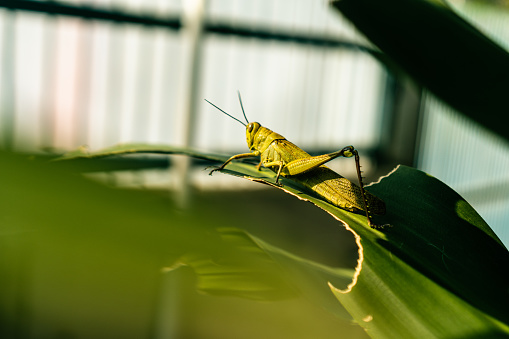 Cricket in front of white background