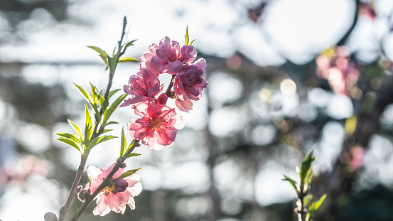 A small bunch of Cherry blossoms backlit in the afternoon winter sunshine.