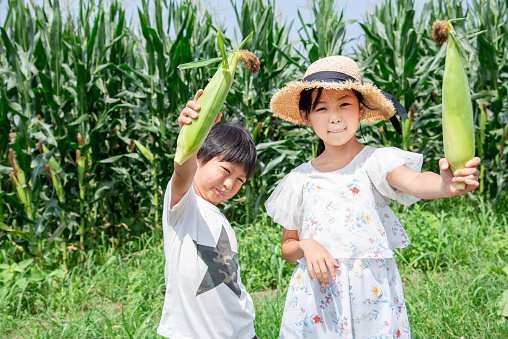 Child eating roasted corn in a corn field