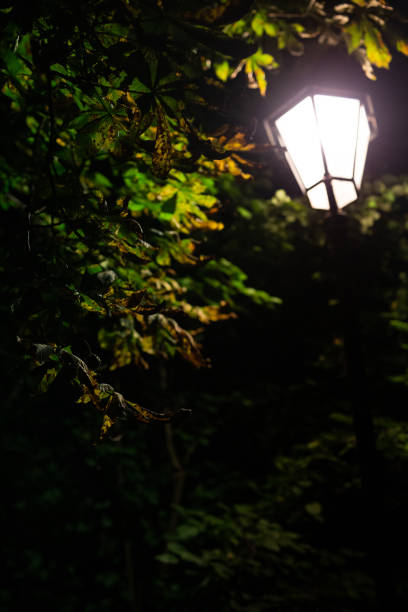 istock Horse chestnut, leaves, chestnuts, Night 1413741942