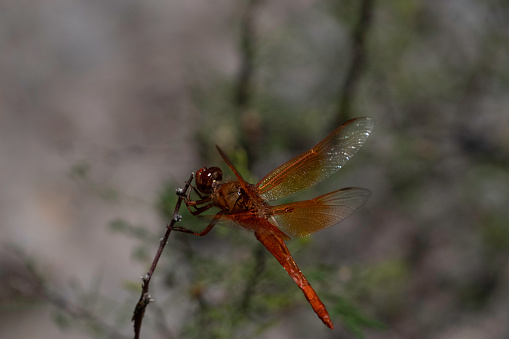 Red dragonfly clutches twig in the wind