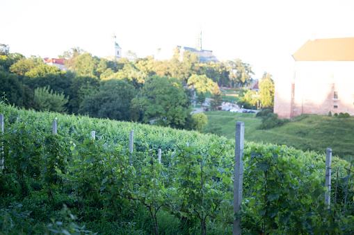Vineyard on a hill in Sandomierz. South east Poland. No people.