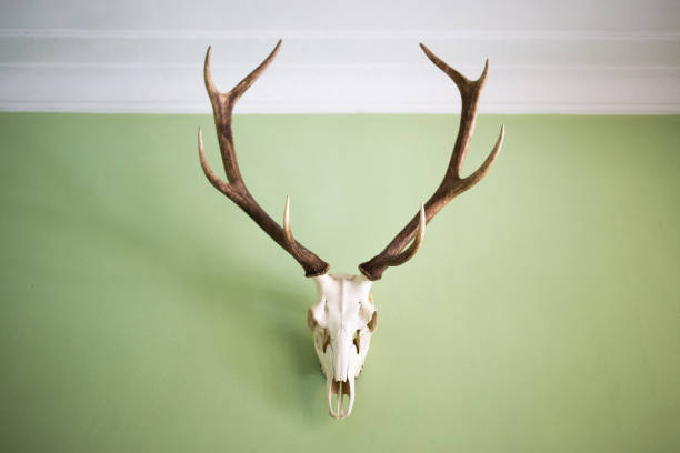 astas de ciervo en la pared - stags horn fotografías e imágenes de stock