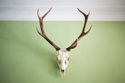 Deer antlers on the green wall. No people. Poland