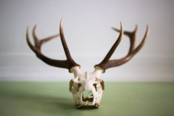 istock Deer antlers on the wall 1413745032