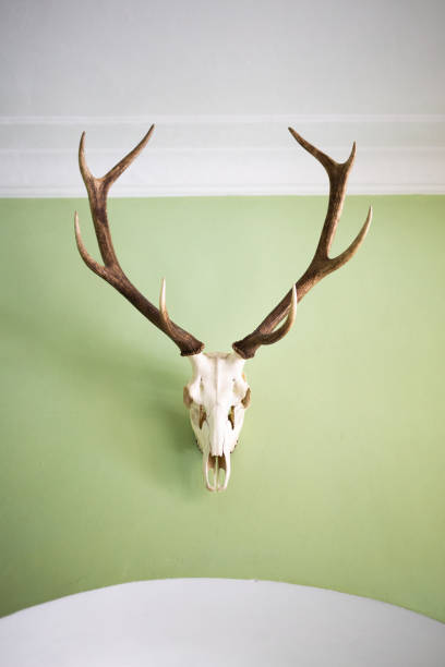 istock Deer antlers on the wall 1413745099