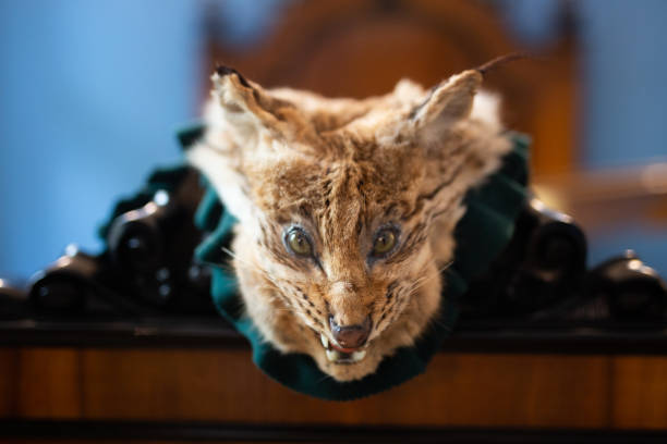 Stuffed lynx Stuffed lynx on bed. No people. Poland taxidermy cat stock pictures, royalty-free photos & images