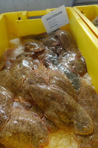 Soles  Sea fish  Catch Fish market  Outdoor market