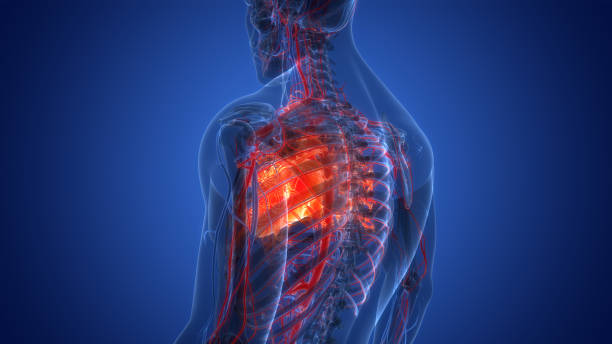 istock Human Circulatory System Heart Anatomy 1413745482