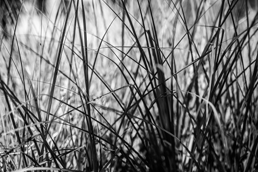 Grasses, Black and White. Krakow. Poland.