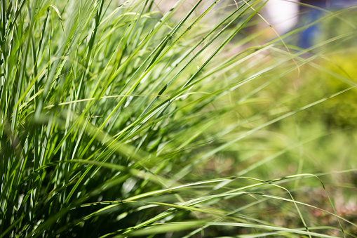 A closeup image showcasing the lush, vibrant green blades of grass illuminated by natural sunlight, emphasizing textures and colors.