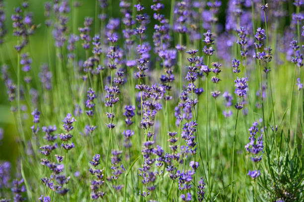 スコットランド、英国の晴れた夏の日に多くの小さな青いラベンダーの花、選択的な焦点、美しい屋外の花の背景 - lavender dried plant lavender coloured bunch ストックフォトと画像