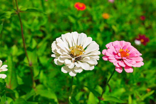 Two zinnias, white and pink