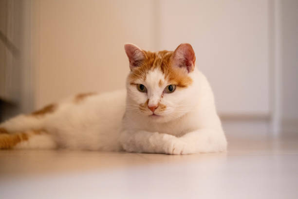 istock A cat hiding on the kitchen floor in mid night 1413747837