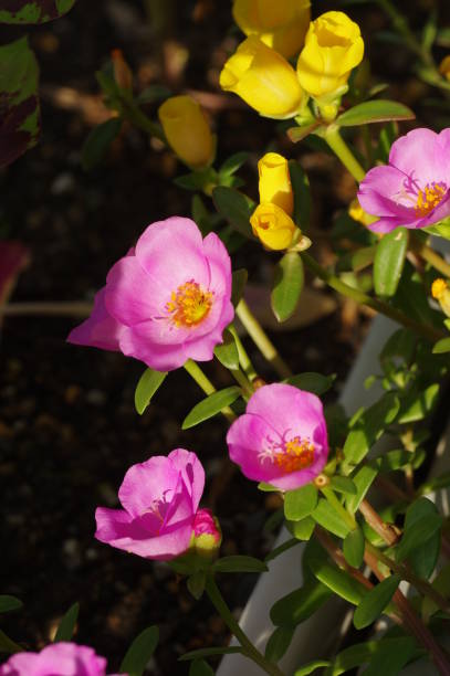 istock Pink portulaca flower (Green purslane) 1413747999