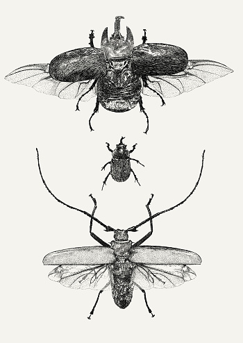 Rhinoceros Beetle, Flying Insects, Elephant Beetle
