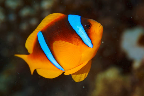 istock Sea life - Anemonefish  clownfish 1413749508