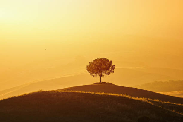 Lonely Tree In Tuscany stock photo