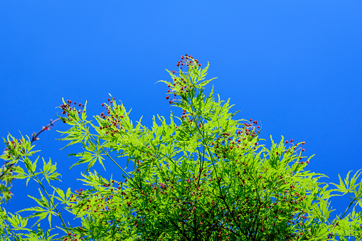 Many small vivid green leaves on branches of Japanese maple tree towards clear blue sky in a garden in a sunny spring day, beautiful outdoor botanical background photographed with selective focus