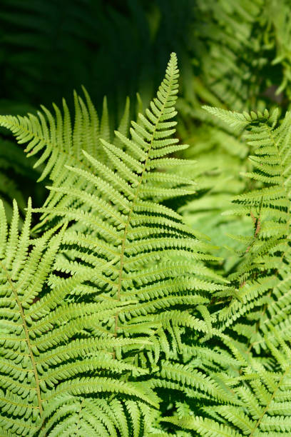 istock Common male fern 1413750422