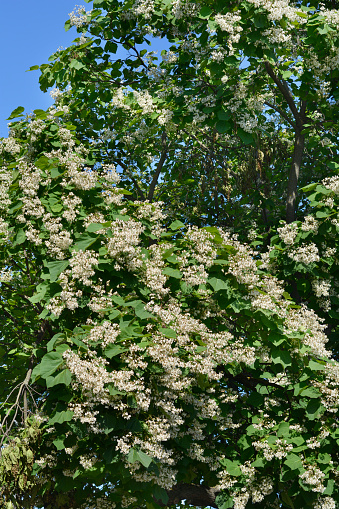 Common catalpa tree with flowers - Latin name - Catalpa bignonioides