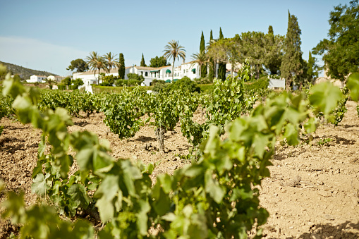 Selective focus on indigenous grape vines growing according to strict principles of farming in soil unique to the Garraf Massif, part of Catalan Coastal Range.
