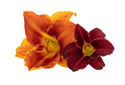 Daylily flowers isolated on white background