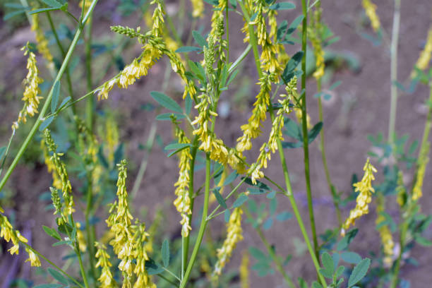 istock Melilot officinalis (Melilotus officinalis) blooms in nature 1413753189