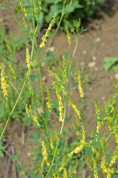 istock Melilot officinalis (Melilotus officinalis) blooms in nature 1413753192