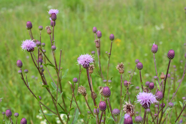 istock Thistle field (Cirsium arvense) grows and blooms among herbs 1413753438