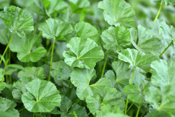 istock Mallow (Malva pusilla, Malva rotundifolia) grows in nature in summer 1413753470
