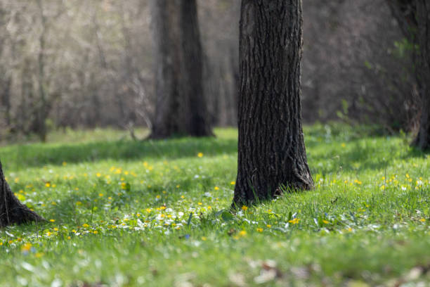 Green vivid grass lawn in sunny spring forest Green vibrant grass with yellow flowers, meadow close-up in spring sunny forest. Blurred trees background with vibrant greenery foliage ficaria verna stock pictures, royalty-free photos & images