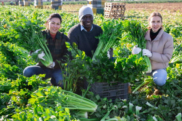 istock Happy farmer team posing on vegetable plantation during celery harvest 1413754221