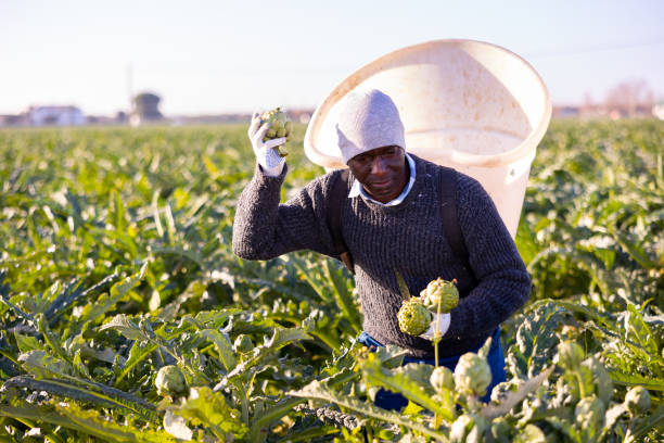 istock African american man farmer harvests artichokes 1413754275