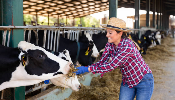 Female farmer working in stall, feeding cows Confident spanish female farmer working in stall, feeding cows with hay animal husbandry photos stock pictures, royalty-free photos & images