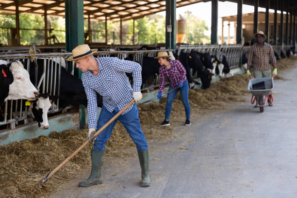 istock Skilled confident male farmer working in outdoor cowshed 1413754439