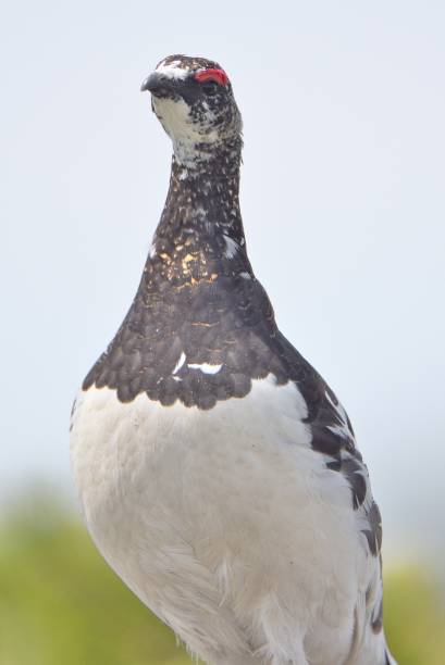 istock A male ptarmigan guarding his territory 1413754639