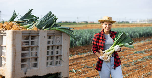 istock Woman posing with leek crop on field 1413754681
