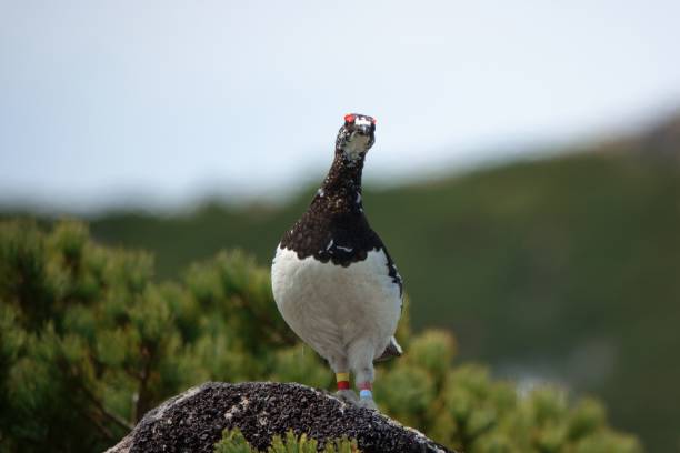 istock A male ptarmigan guarding his territory 1413754731